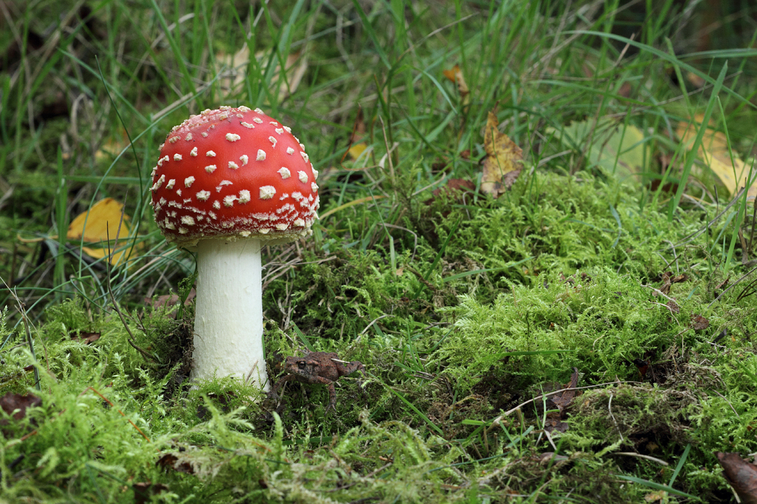 Fly Agaric and Toad